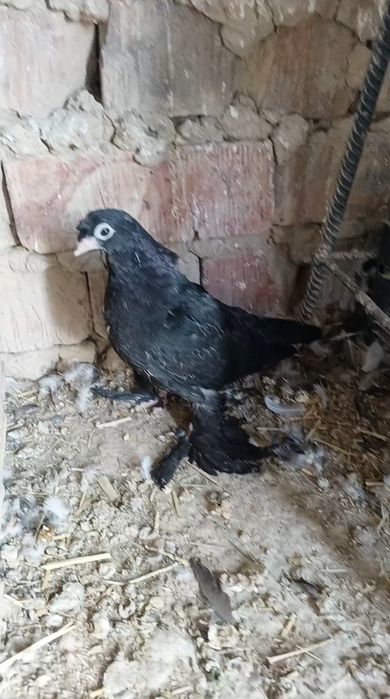 Голуби пискуны оптом