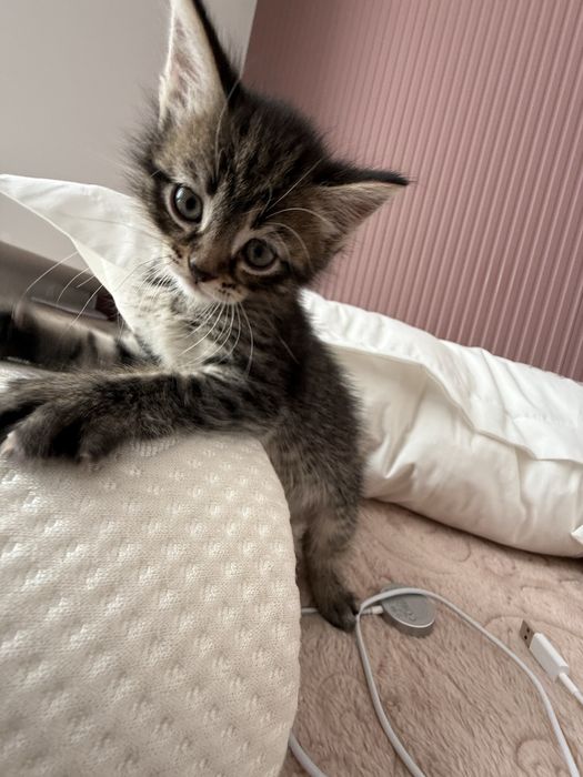 Отдам котенка бесплатно