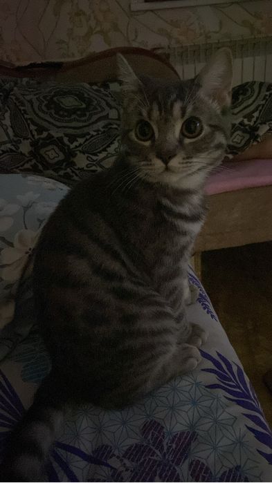 Кот 10 месяцеввввв