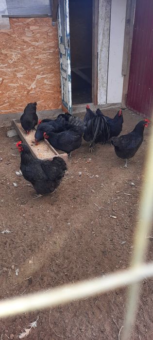 Disponibil pasari ,ouă de incubat și puișori