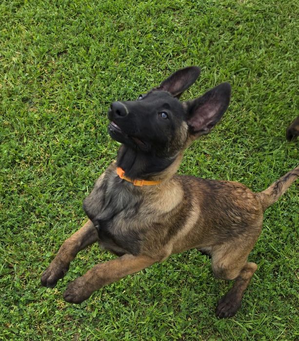 Ciobănesc belgian malinois