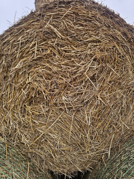 De vânzare baloti Rotunzi de paie