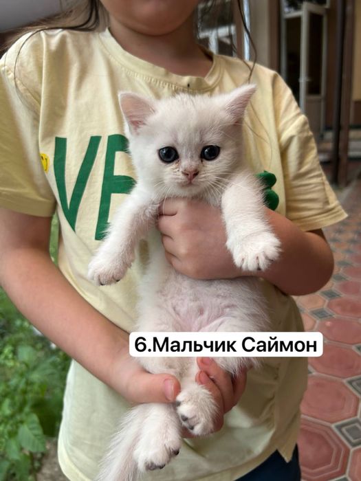 Продаются британские чистокровные котята