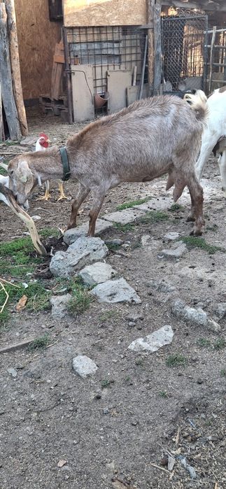 Vind capre anglolbiene și sânziene la doua și a treia fătare