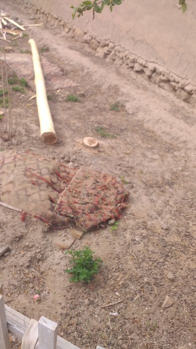 Ак терек уш дана 3,7 метрден