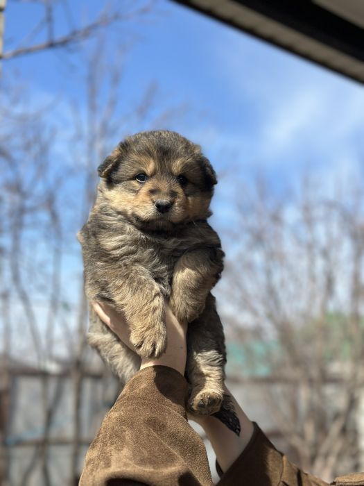 Отдам в добрые руки кутенка,мальчик