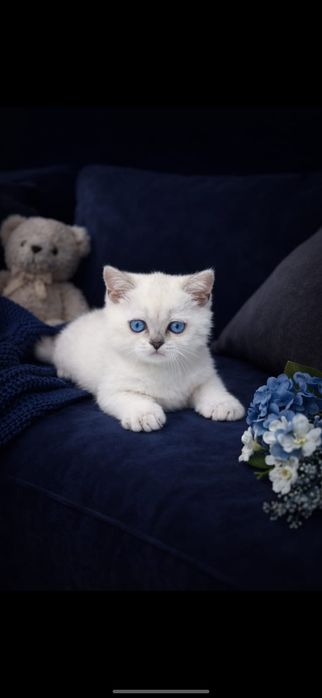 БритАнсКие КотЯта ОчаРоваШки шинШиллы