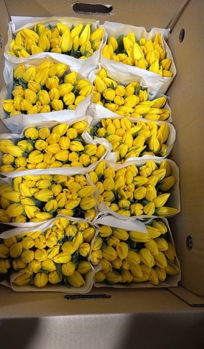 Продаю тюльпаны оптом