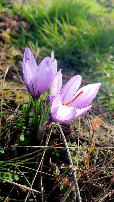 Sofran romanesc cultura proprie