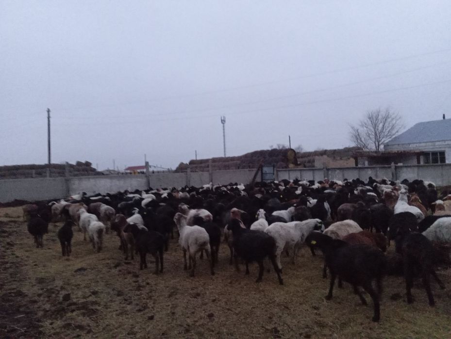 Продам баран 300 голов