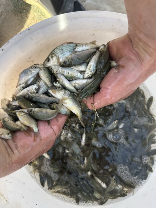 Продается малек Карповых видов