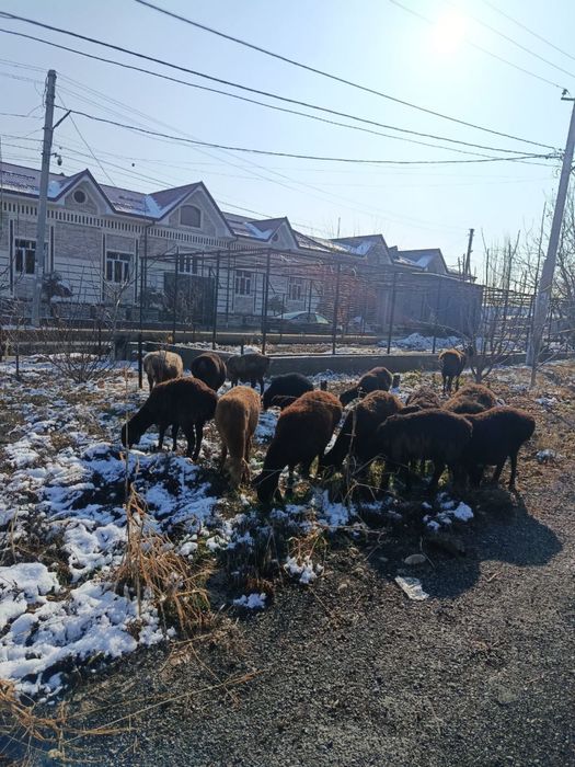 Ona-bolla bogoz qoyla