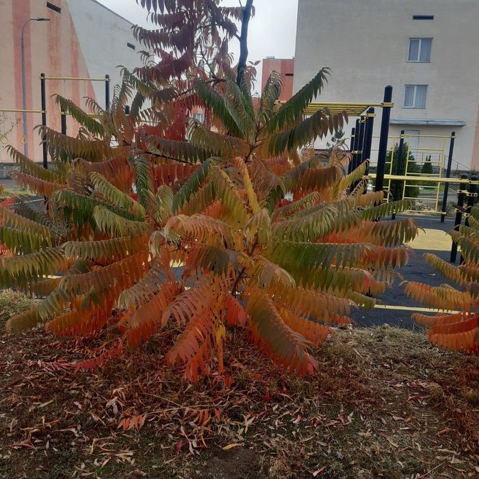 Сожинккий дерево