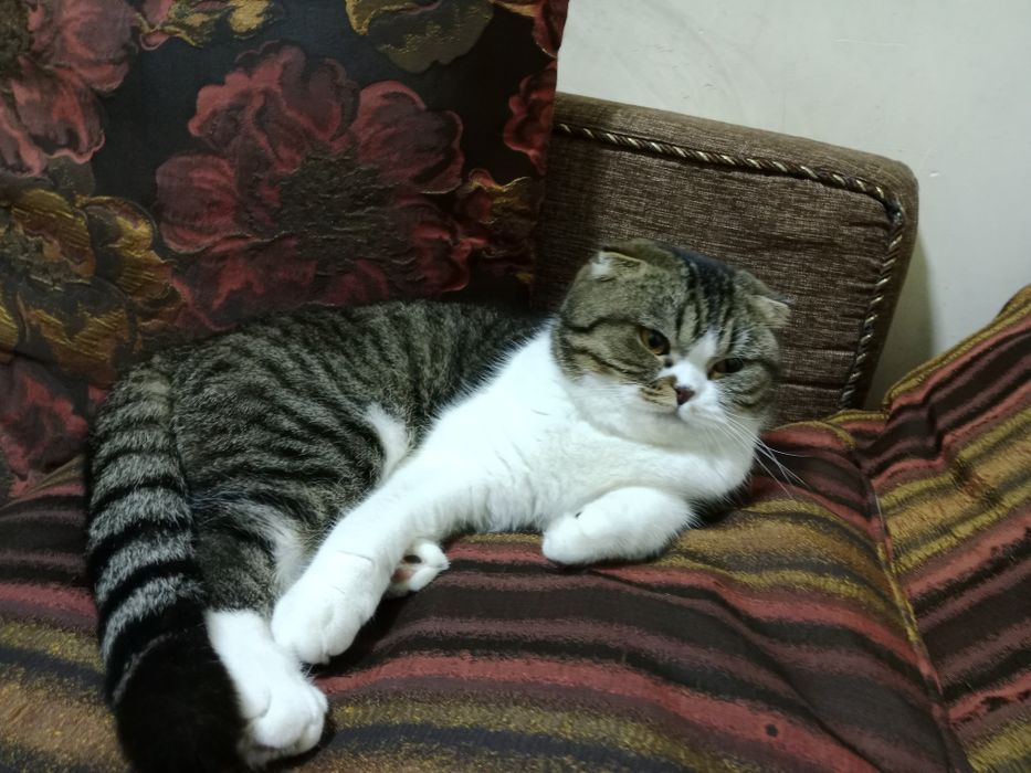 Sotilad Biritaniskiy Serebristiy shinshila   silkitish fold 2 ta mushu