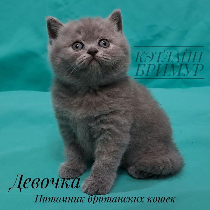 Британские котята. Пиномник.