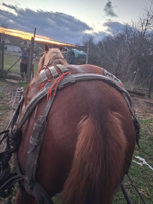 Cal de vanzare urgent