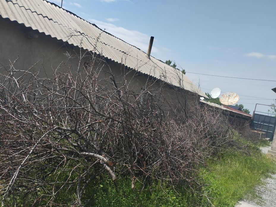 дроваиз дерево урюк