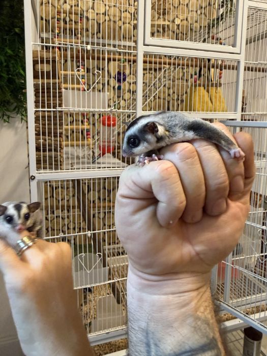 Vand  veverite sugar glider
