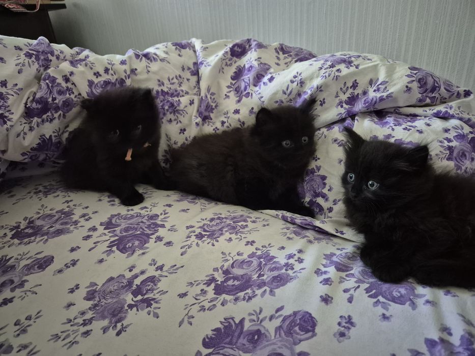Котёнок черный 6 недель