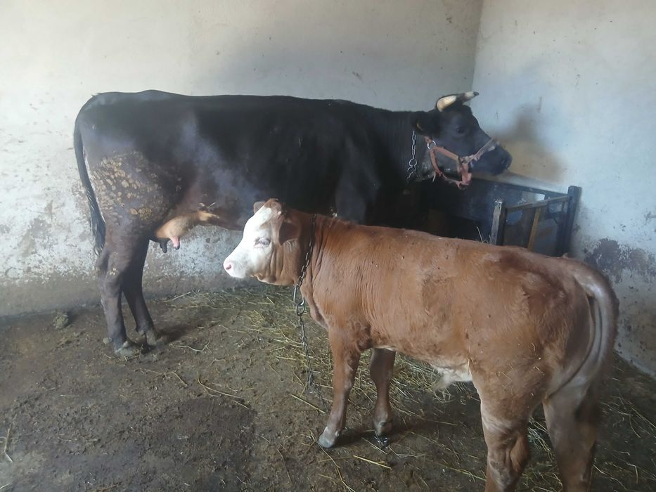 Vaca de lapte cu vitel !