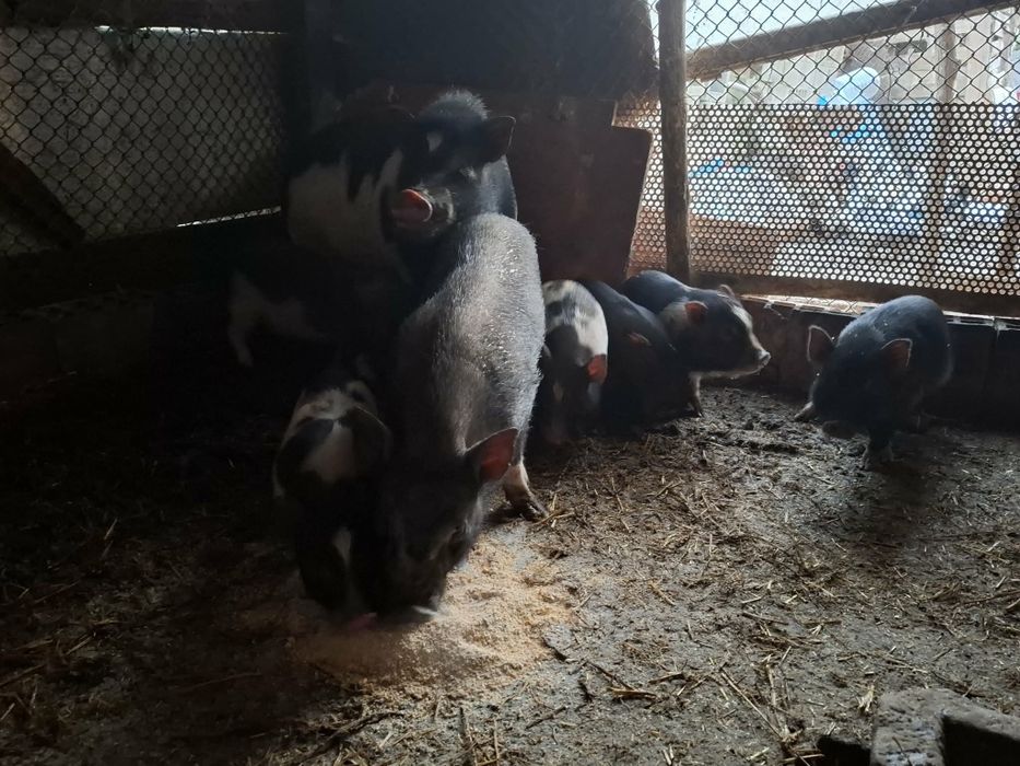 Виетнамски прасета