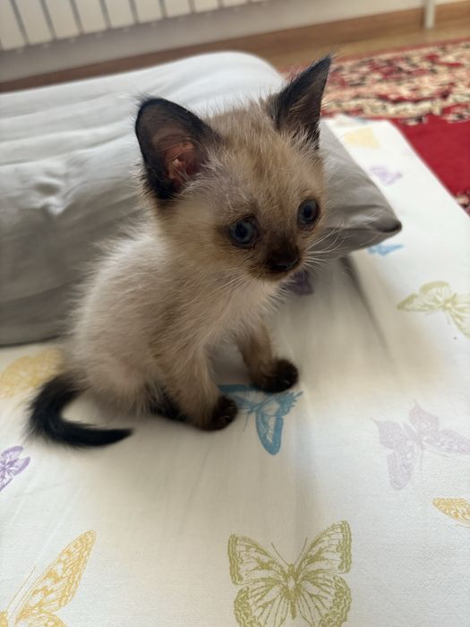 Отдам котенка в надежные руки