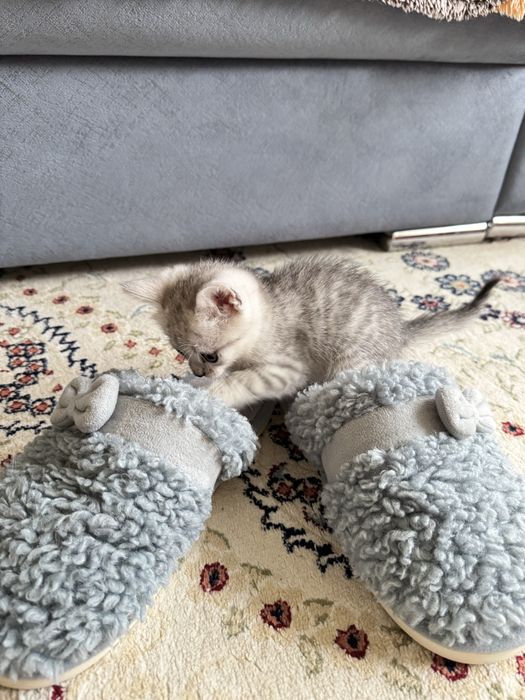 Котёнок ищет любящий дом