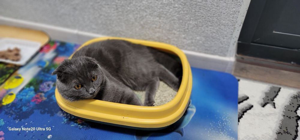 Кот шотланской породы