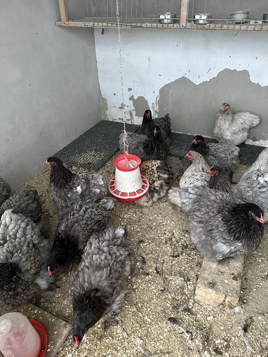 Cochinchina urias albastru