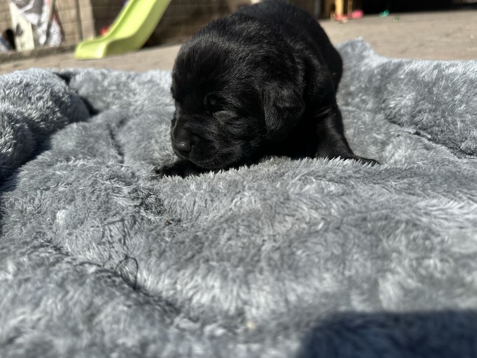 Бронь Лабрадор щенки род.8 марта