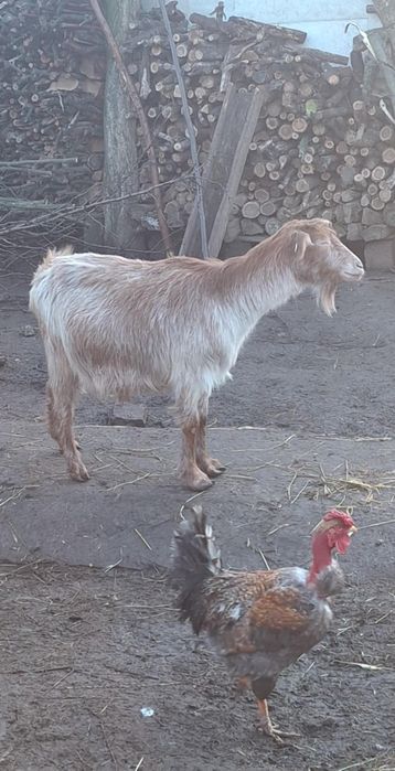Disponibile capre și oi