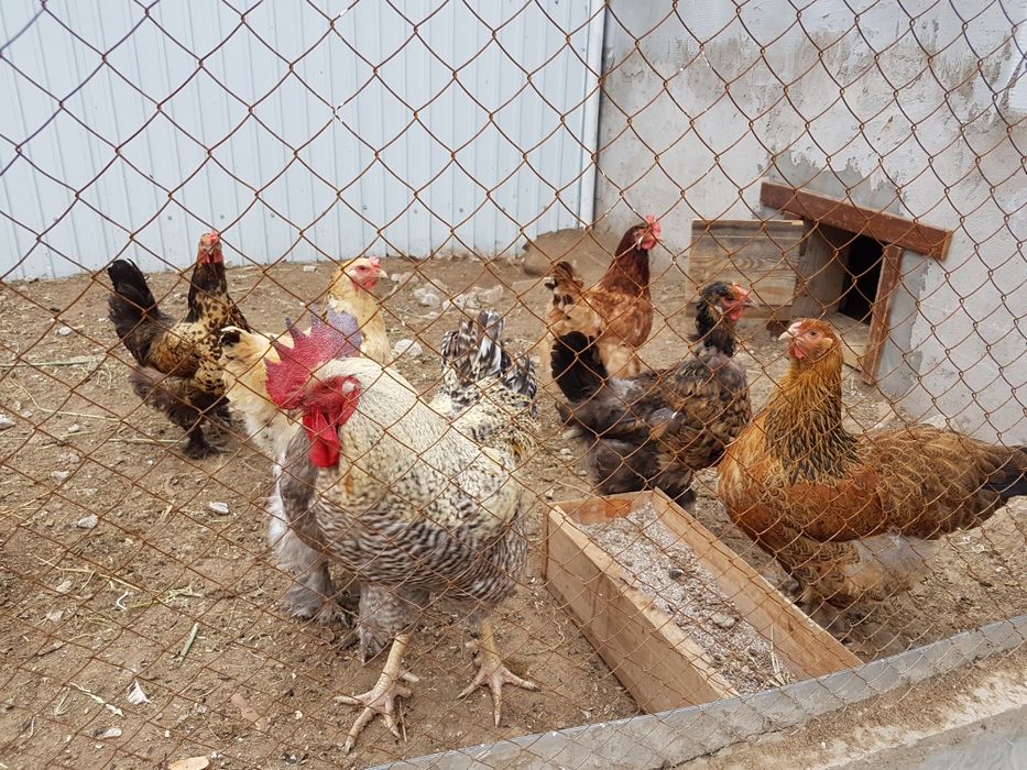 Продам домашних кур