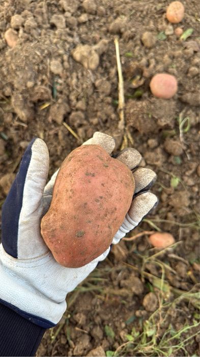 Vând cartofi bellarosa