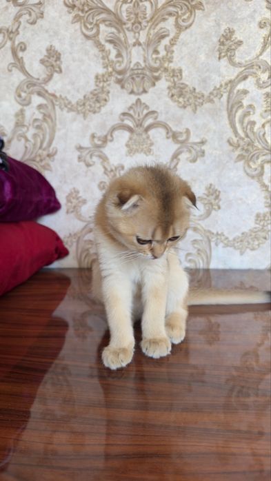 Scottish Fold Golden Shaded