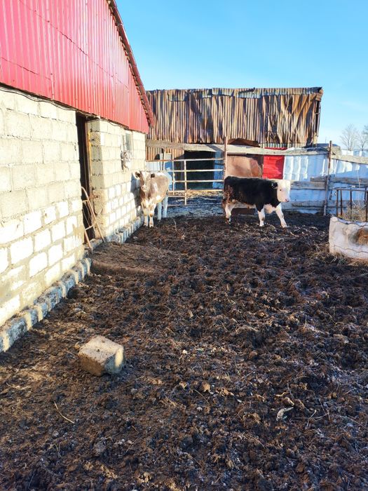 Продам быков 5 штук