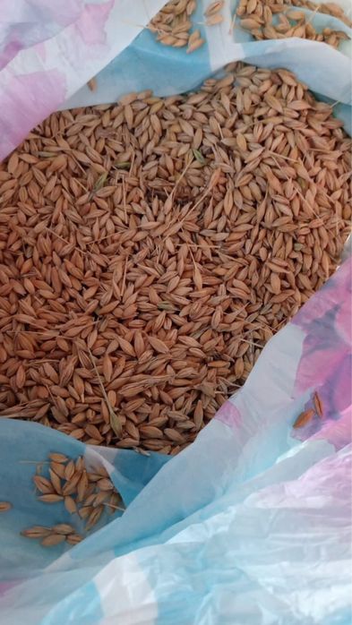 Продам Ячмень  Овес