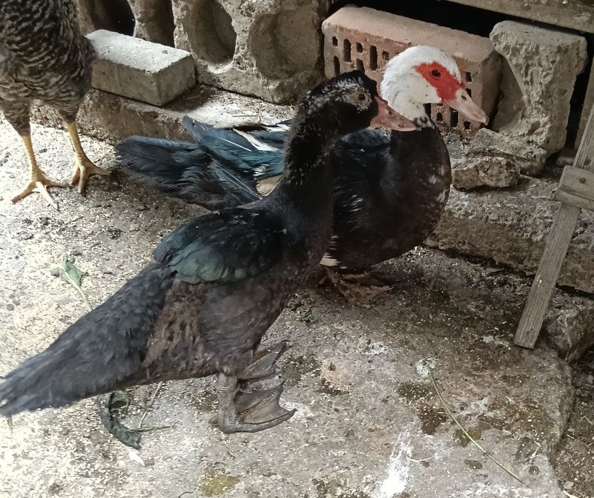 Rata leșească ciocolatie+bălțată+ rățoi negru
