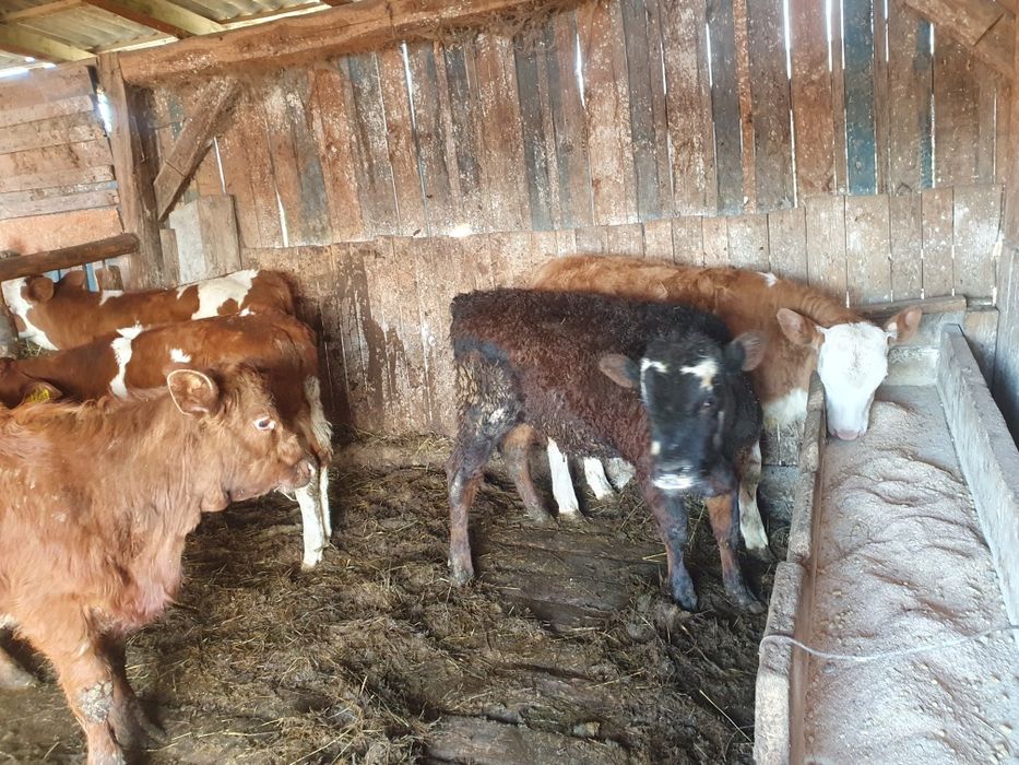 Vand 5 vitele si 2 taurasi