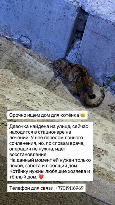 Отдам котенка бесплатно