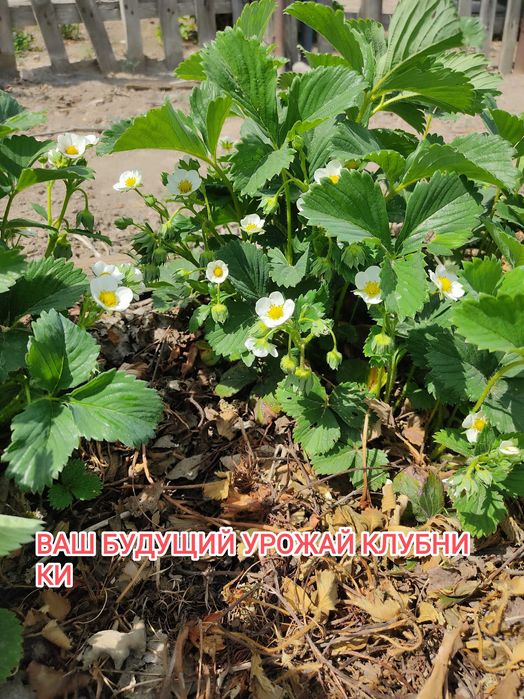 Продам дачу на Бобровке