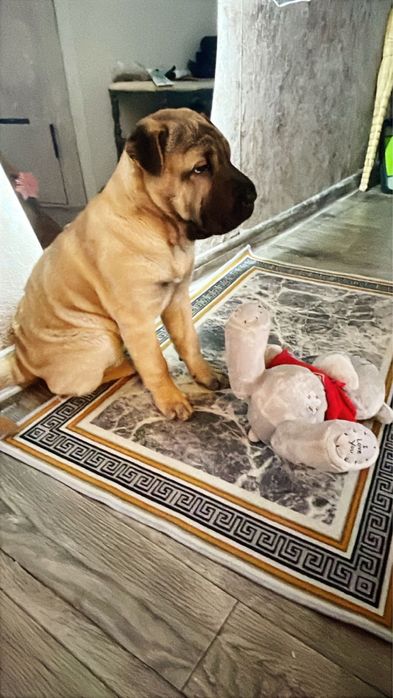 Продам щенка девочка. В хорошие руки