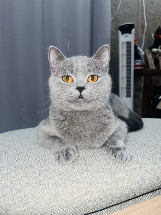 Котета Шотландски фолд и котета Британски късокосмести