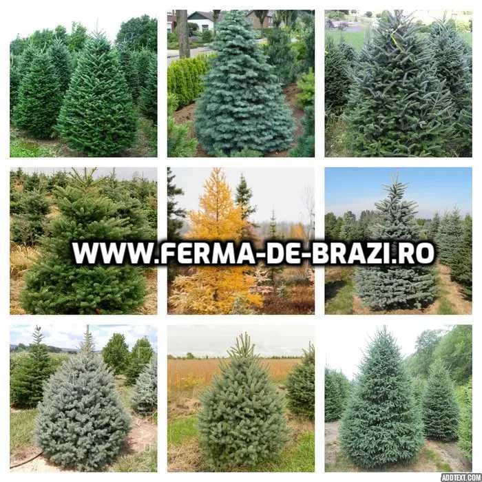 Pachet 1000 buc. puieti Infiintare Plantatie Pomi Craciun-10 specii