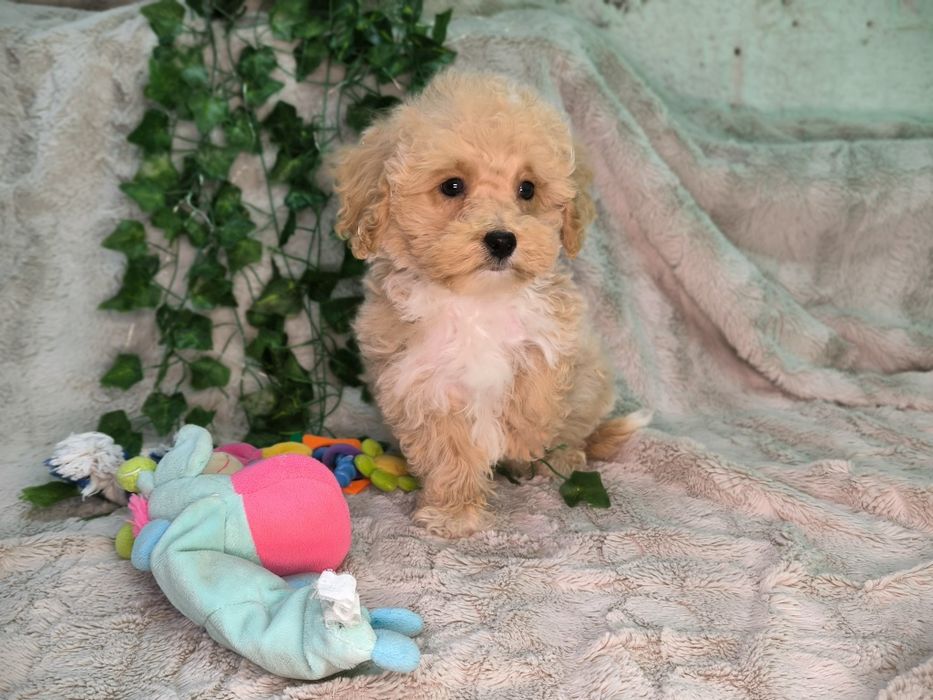 Vand baietel pudel pitic/toy