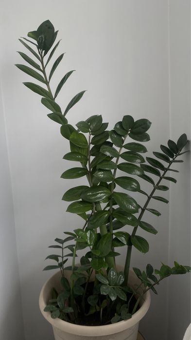 Продам цветок Замиокулькас, 1м