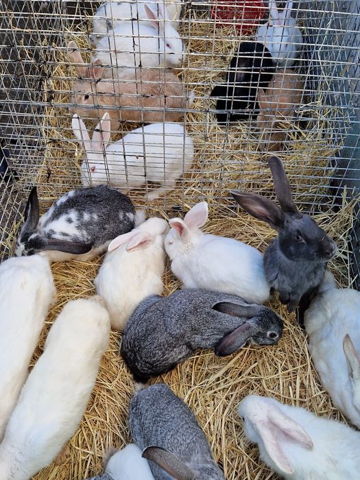 Sergili dehqon bozorolida horoz kurka quyon goz ordek sotiladi