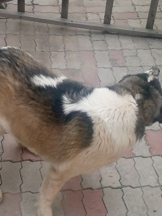 Хорошая послушная