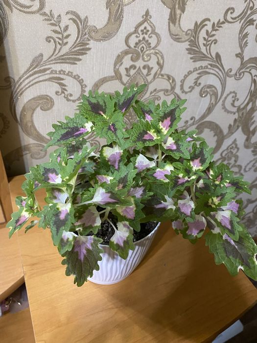 Колеусы разных сортов