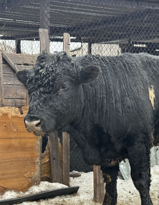 Продается бык