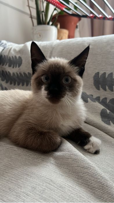 Отдам котёнка в добрые руки